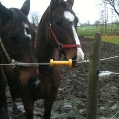 Anden særlig race imilia  SOLGT.