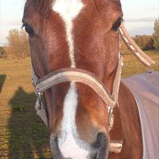 Welsh Pony (sec B) Korreborgs Pinot