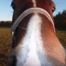 Welsh Pony (sec B) Korreborgs Pinot