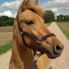 Anden særlig race Freja