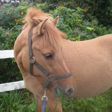 Anden særlig race Freja