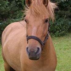 Anden særlig race Freja