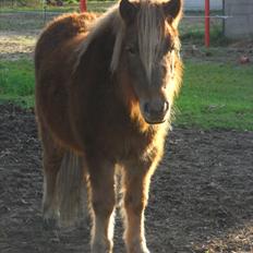 Anden særlig race Fiona
