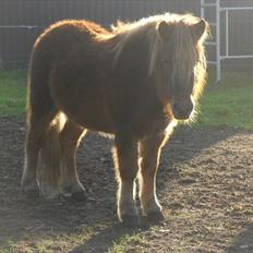 Anden særlig race Fiona