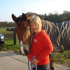 Tysk Sportspony firfod Jokum Knaeld haette 