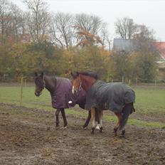 Tysk Sportspony firfod Jokum Knaeld haette 