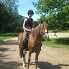 Anden særlig race Samson