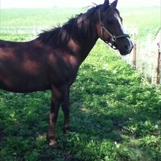 Anden særlig race Samson