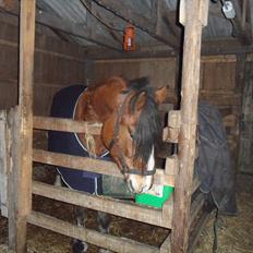 Anden særlig race Moonlight