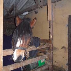 Anden særlig race Moonlight