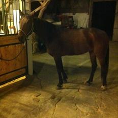 Traver Åhlundas Edwin (Eddey) (SOLGT D.1.12.2011)