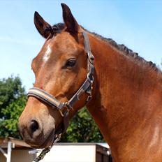 Anden særlig race Skovbys Chester Brown