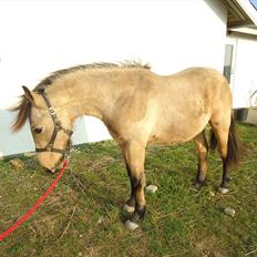 Anden særlig race Harbygaards Eddie Murphy