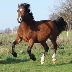 Welsh Cob (sec D) Valhallas Zambuca