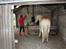 Haflinger Nantino Hestvang - Mums mad