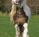 Irish Cob Welsh Warrior AVLSHINGST