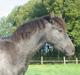 Mangalarga Marchador Libertina vom Cassenhof