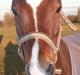 Welsh Pony (sec B) Korreborgs Pinot