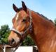Anden særlig race Skovbys Chester Brown