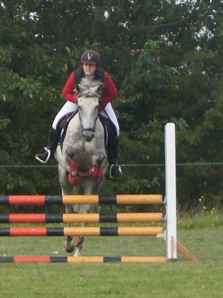 New Forest Rødtjørns Geronimo - LB spring
Foto: Fam. Heidmann billede 16