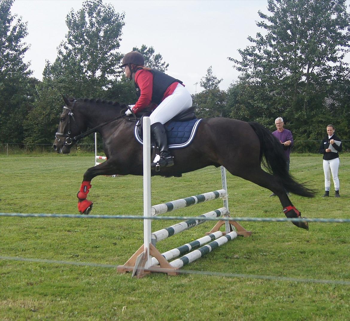 New Forest Holmens Sir Bastian *Solgt* - ;) billede 20