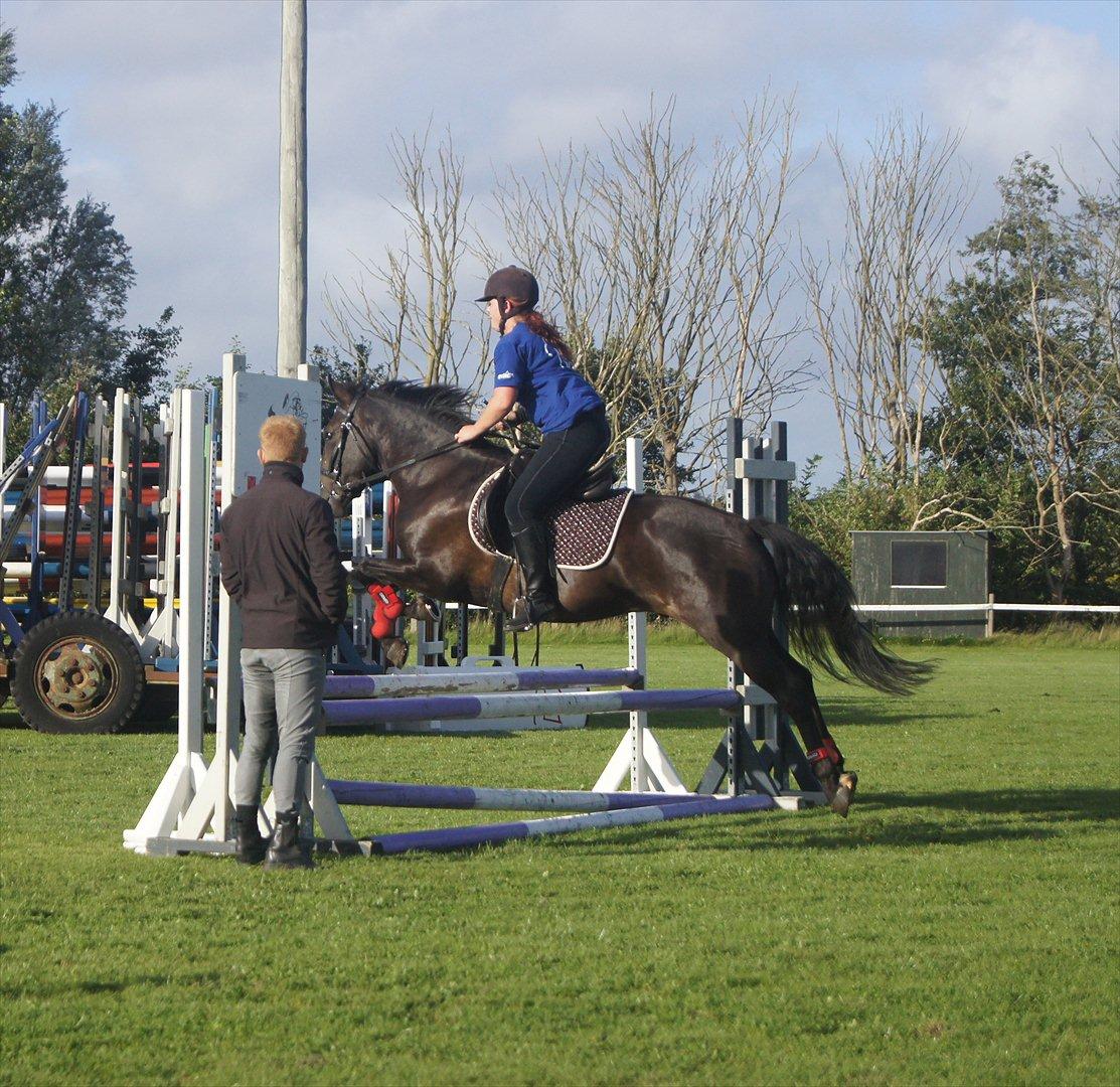 New Forest Holmens Sir Bastian *Solgt* - Til undervisning :) billede 10