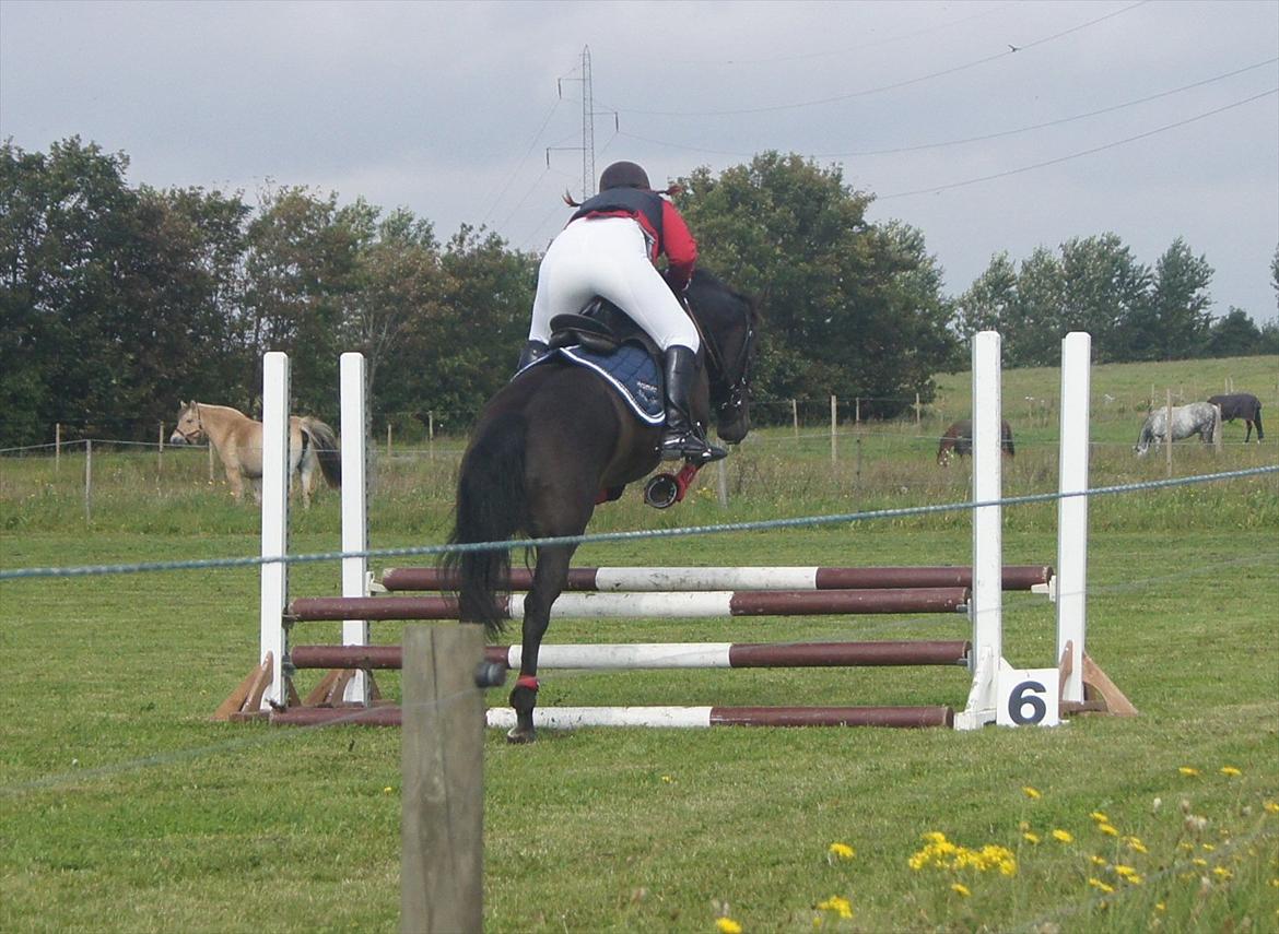 New Forest Holmens Sir Bastian *Solgt* - DSP 4 års championat..
Foto: Fam. Heidmann billede 8