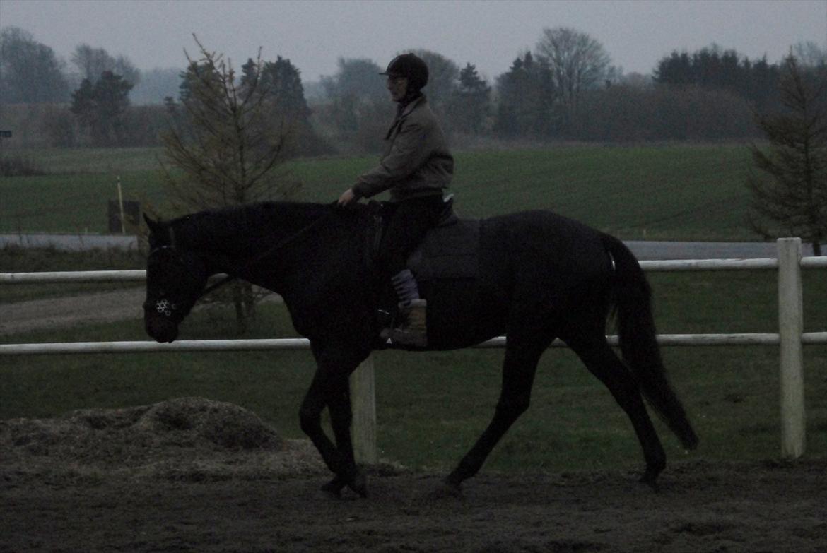 Dansk Varmblod Henlore - Nu igang med blomster hackamore, 7 Nov 2011 billede 12