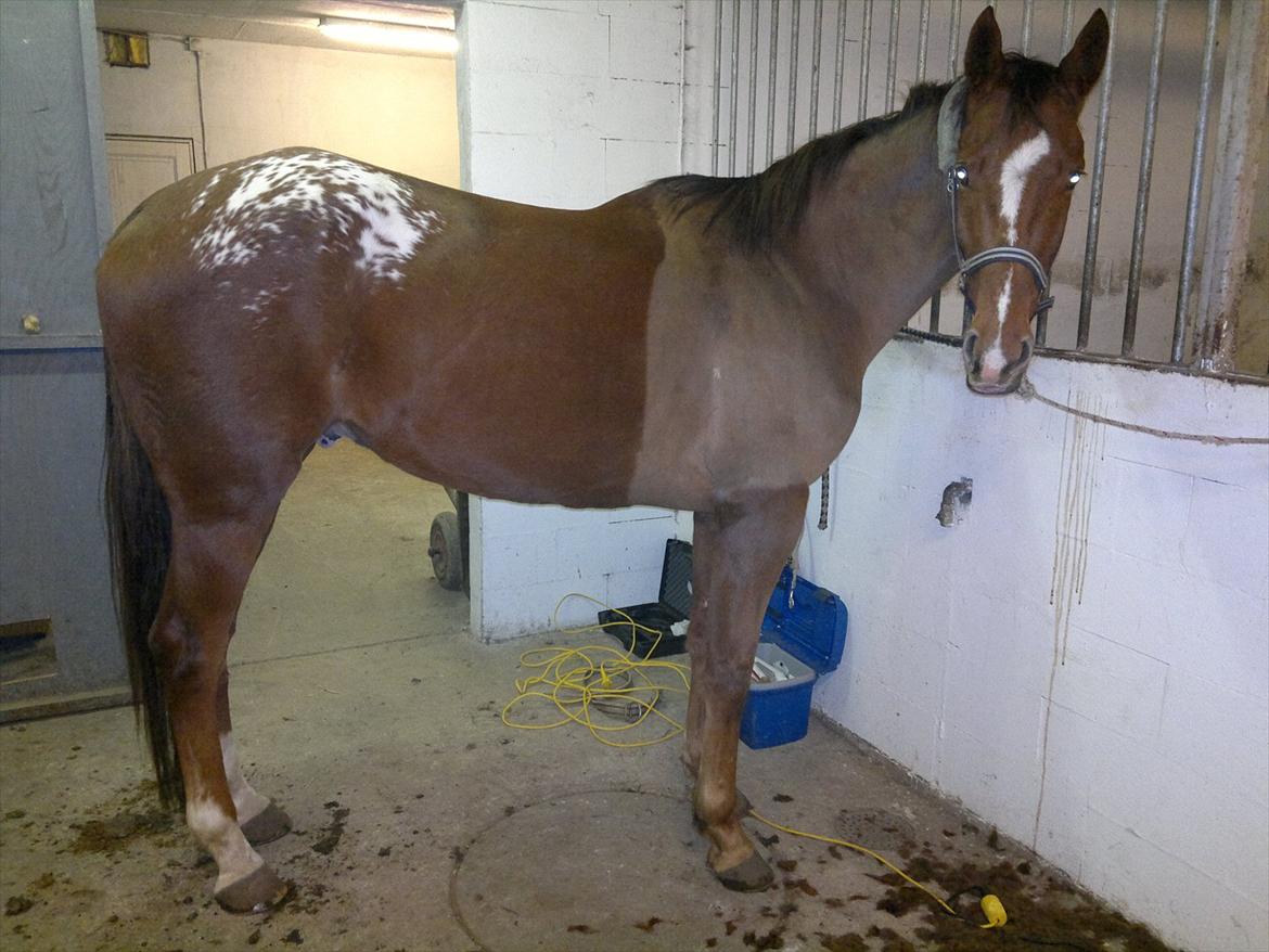 Knabstrupper Juandiazz (stor -lunds enjoy) - den 6/11-2011
Så er Enjoy i vokse alderen, og må nu holde pause. billede 5