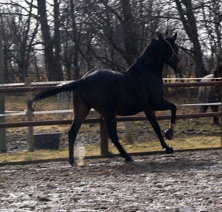 Dansk Varmblod Jutlandia's Parfait billede 3
