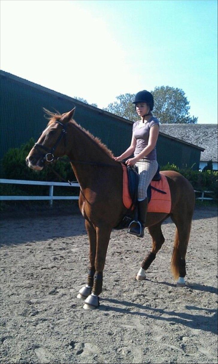 Anden særlig race My Wild Star - Min dejlige dreng :-) - En af de første gange han har rytter på ryggen, og kunne allerede trave 2 gang med rytter! :-) billede 7