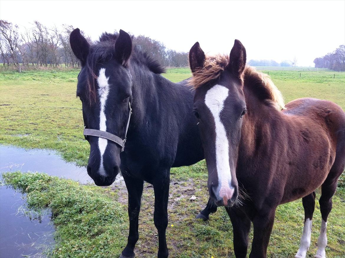 New Forest Holmens Victoria - Victoria sammen med hendes lillesøster :)
November 2011
Foto: CMF billede 12