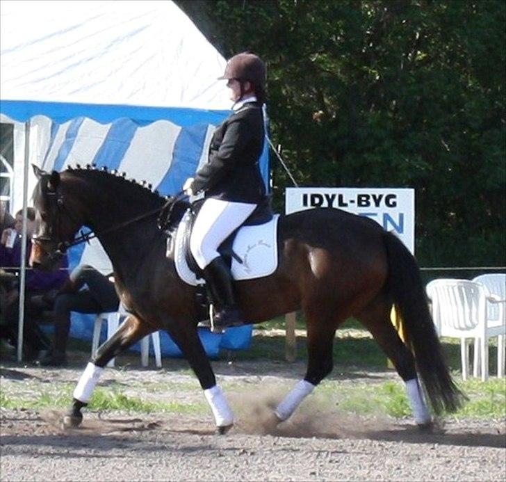 New Forest Holmens Princess - Holmens Princess til hendes første stævne.
Vinder LD-2 og LC-1 med Charlotte Frandsen.
Maj 2011 billede 5