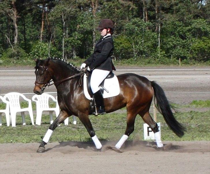 New Forest Holmens Princess - Holmens Princess til hendes første stævne.
Vinder LD-2 og LC-1 med Charlotte Frandsen.
Maj 2011 billede 3