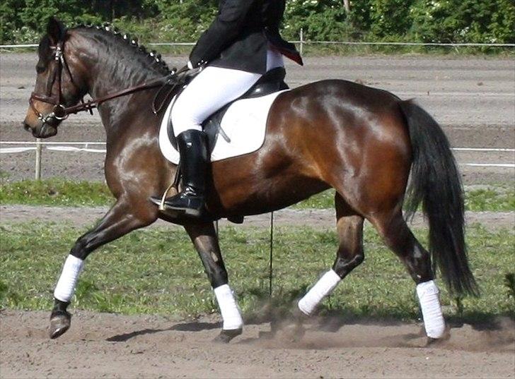 New Forest Holmens Princess - Prinsessen til hendes første stævne.
Vinder LD-2 og LC-1 med Charlotte Frandsen.
Maj 2011 billede 8