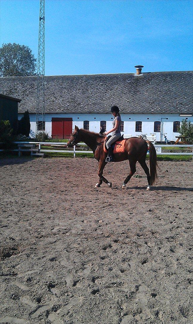 Anden særlig race My Wild Star - Min dejlige dreng :-) - Min <3. billede 13