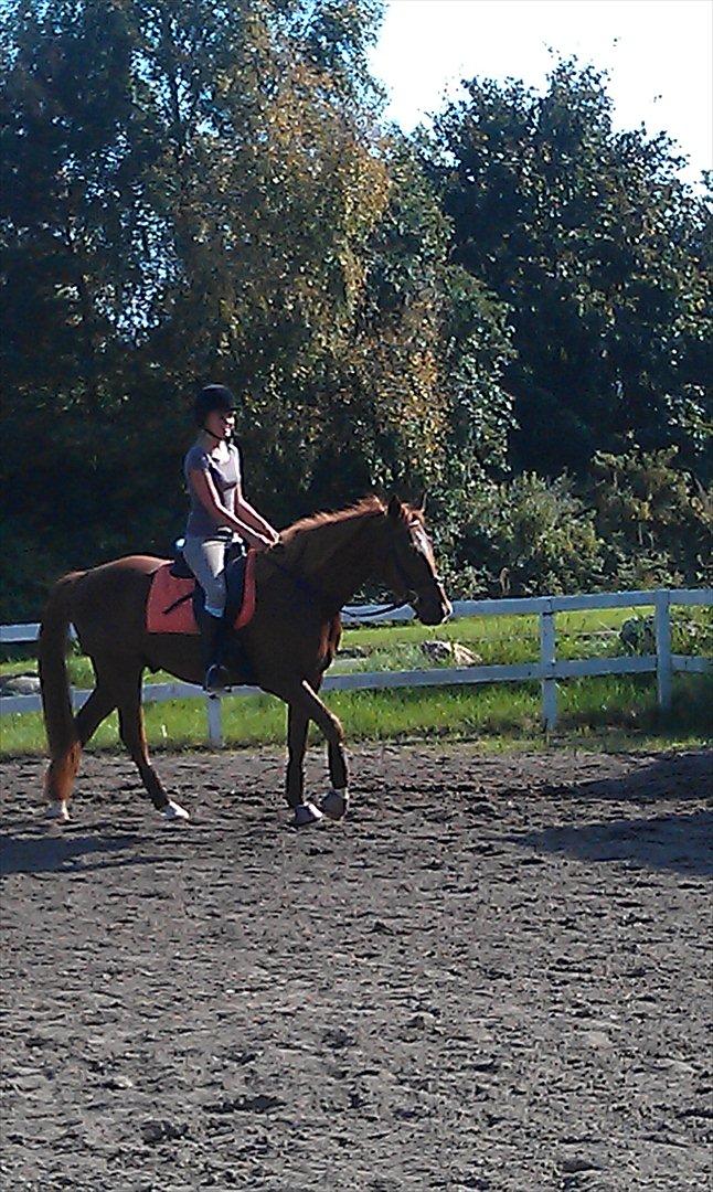 Anden særlig race My Wild Star - Min dejlige dreng :-) - Intet bedre end at ride dig. I love you! billede 14