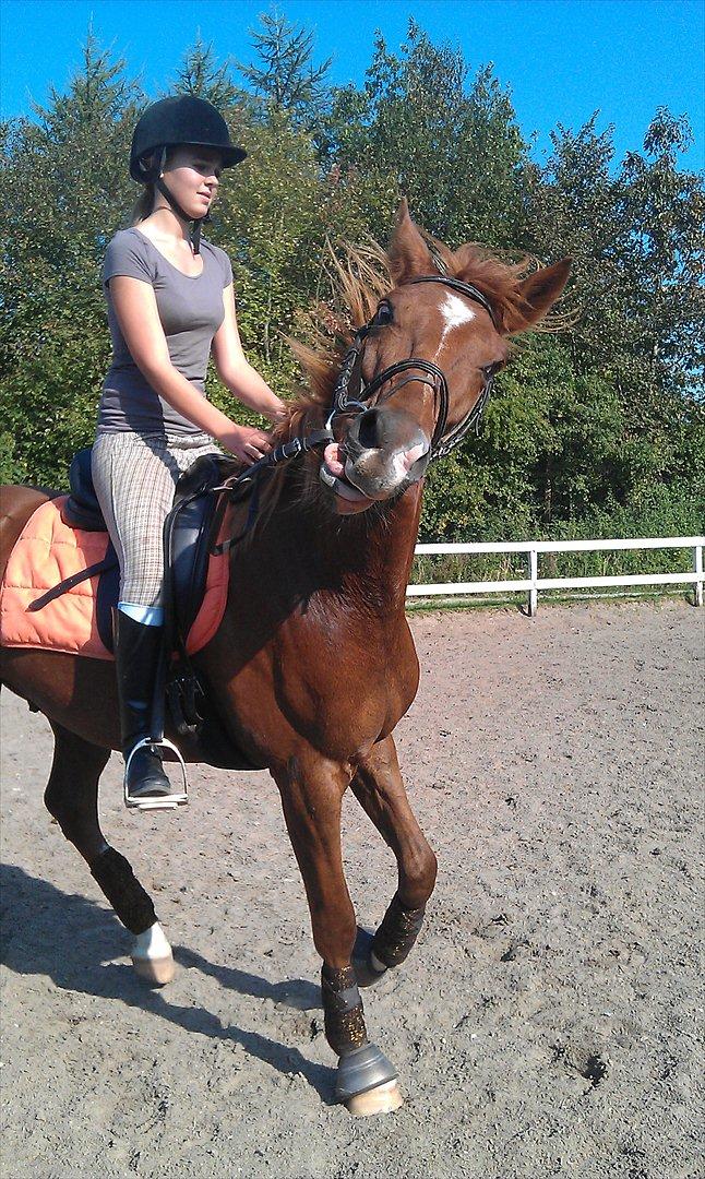 Anden særlig race My Wild Star - Min dejlige dreng :-) - My Wild Star! Hahahahaha. Hvor er han bare skøøøøøør! billede 15