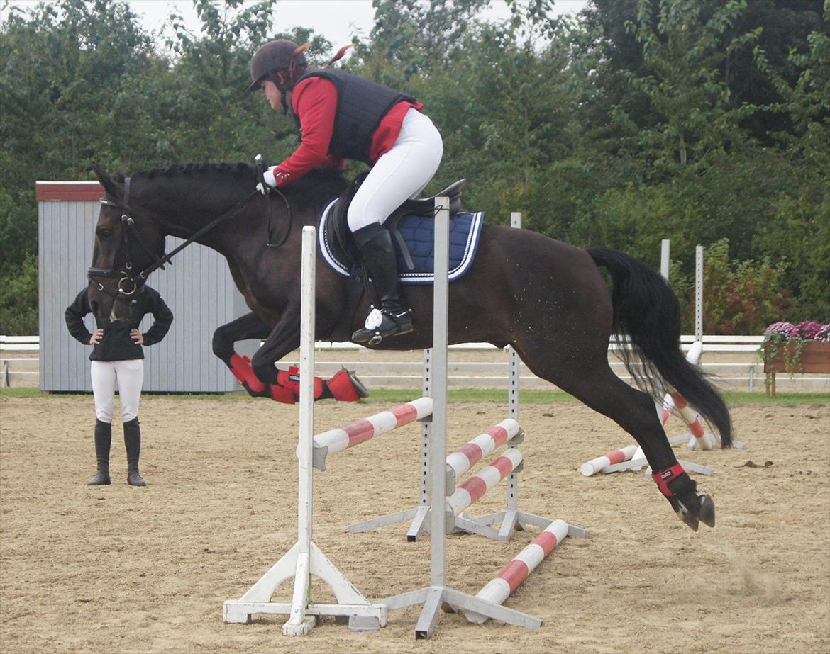 New Forest Holmens Sir Bastian - DSP 4 års championat med Charlotte Frandsen.
September 2011
Foto: Emma Heidmann billede 8
