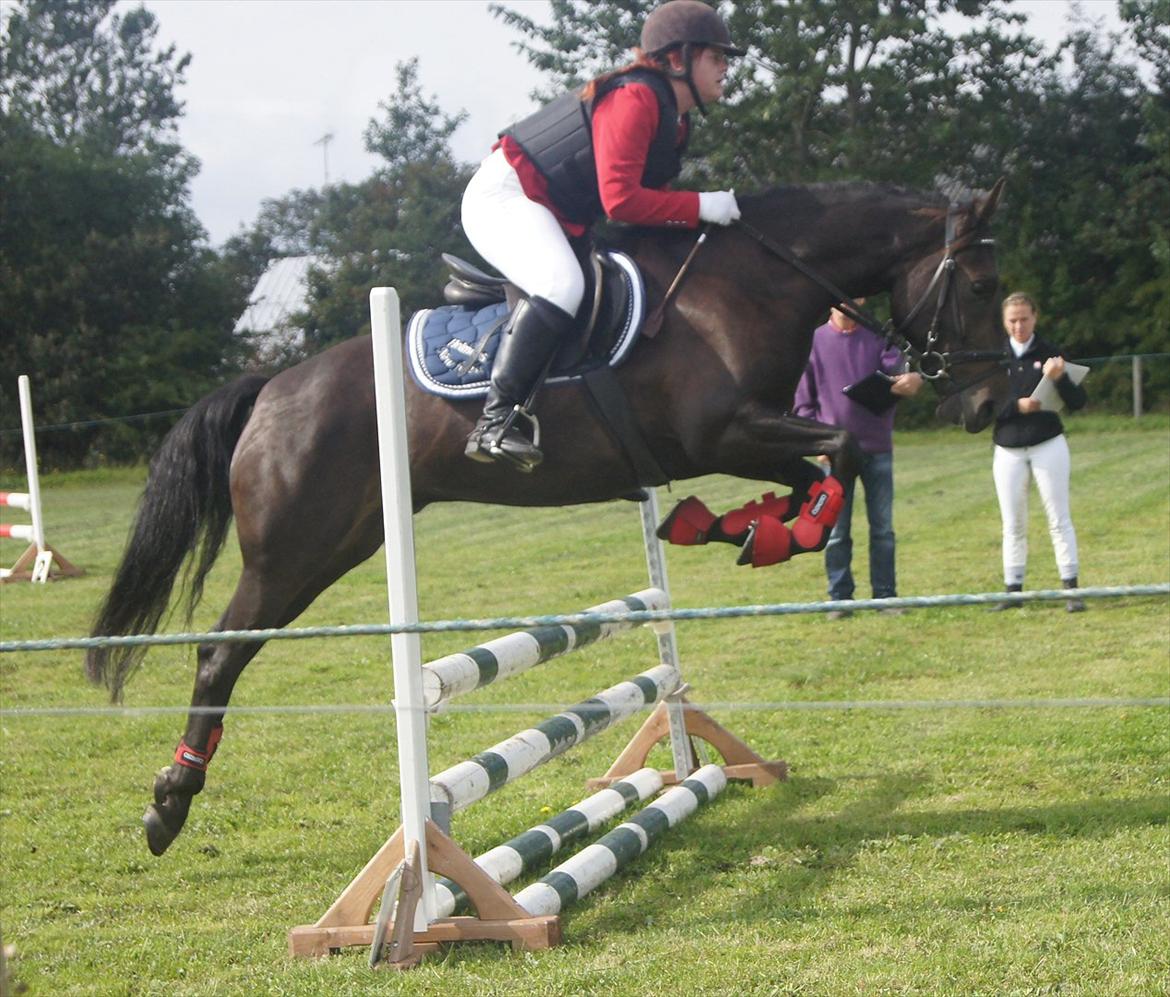 New Forest Holmens Sir Bastian - DSP 4 års championat med Charlotte Frandsen.
September 2011
Foto: Emma Heidmann billede 1