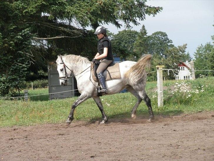 Anden særlig race Valten - Walden i dressur med Anne Sofie på ryggen i vores sommerferie-ridelejr 2011 :-) billede 2