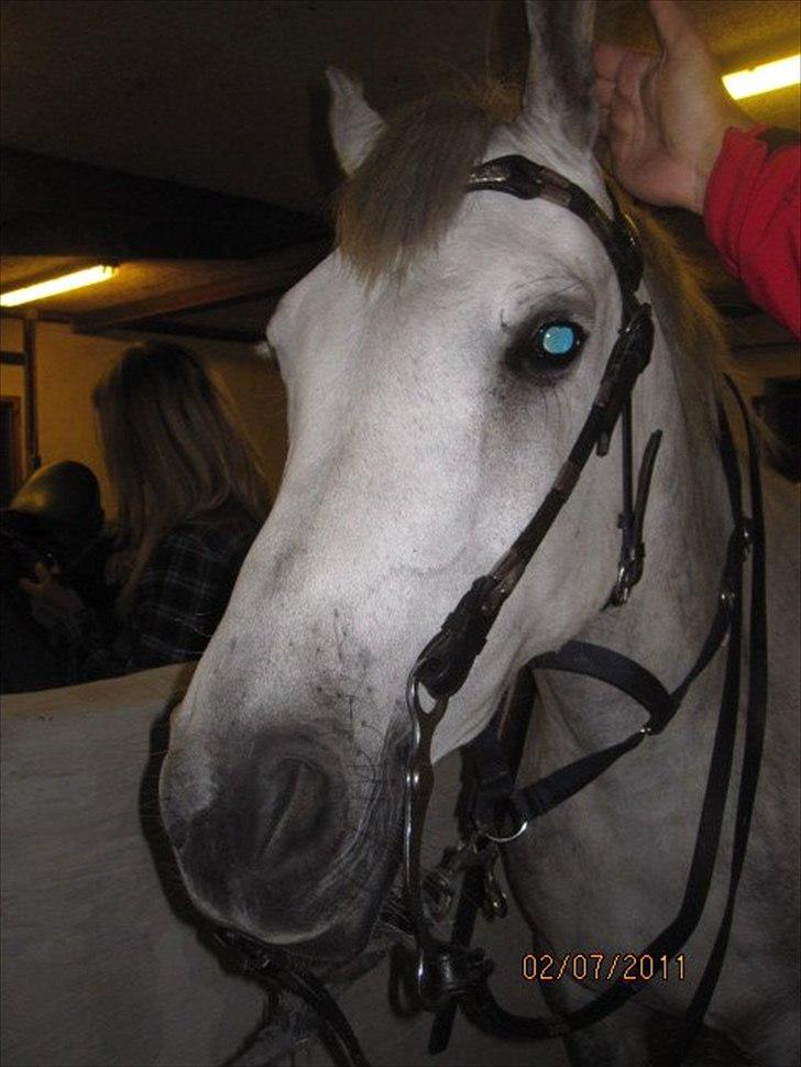 Anden særlig race Valten - Inden Sabina, Mia og Jeg skulle have Walle med til Westrern-show.Her ses hun med mariannes fantastiske Western-hovedtøj. billede 4