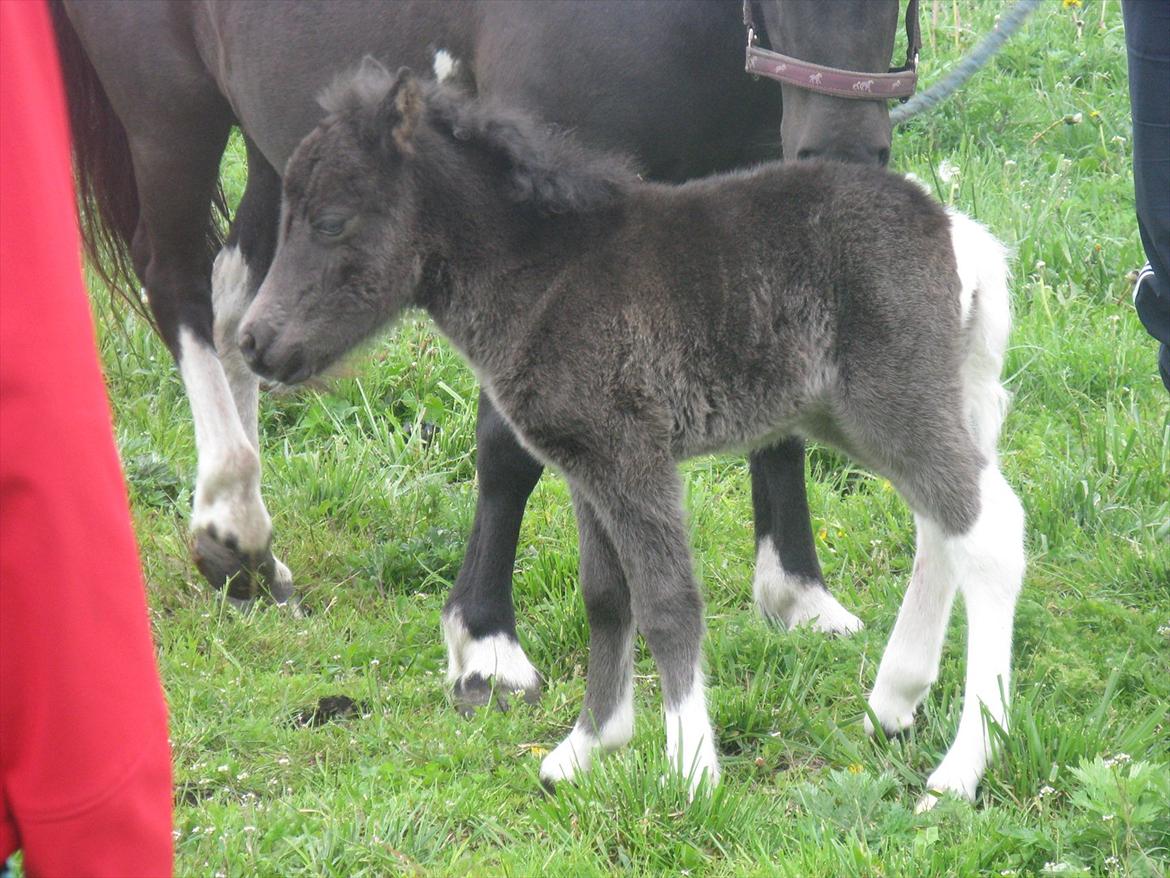 Anden særlig race Gizmo. (førhen Sky) billede 28