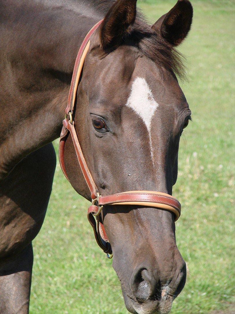 Dansk Varmblod Lindehøjs Reisi billede 2