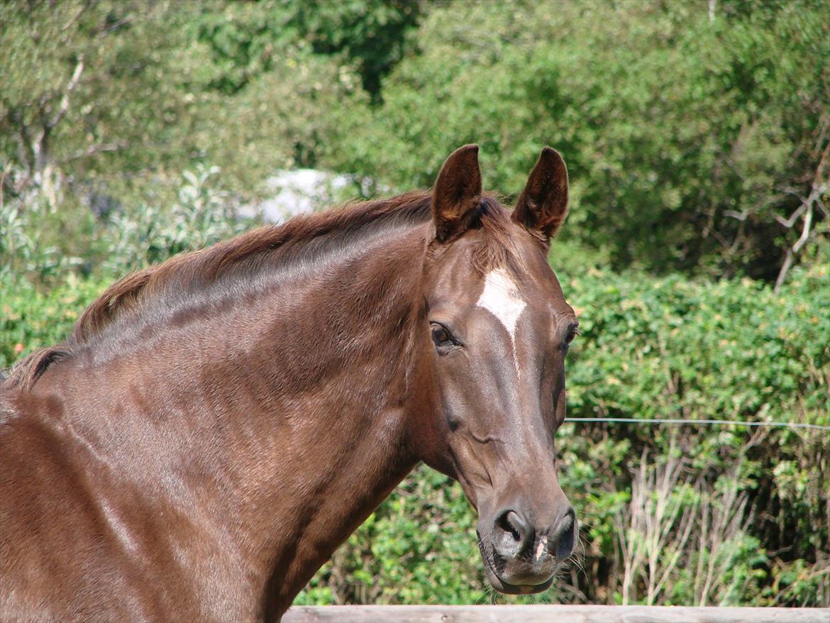 Dansk Varmblod Lindehøjs Reisi billede 3