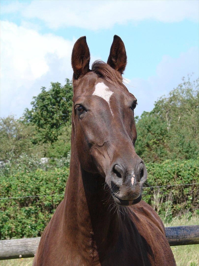 Dansk Varmblod Lindehøjs Reisi billede 1