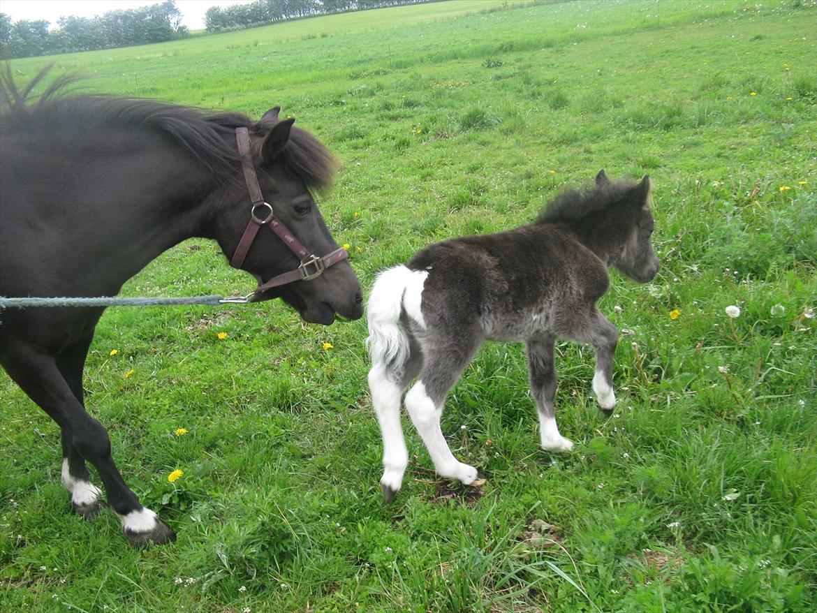 Anden særlig race Gizmo. (førhen Sky) billede 20
