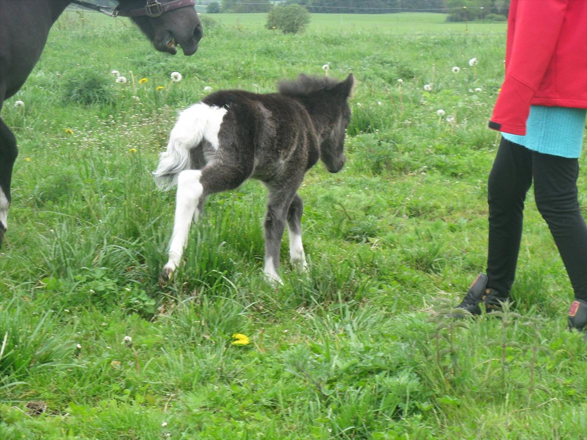 Anden særlig race Gizmo. (førhen Sky) billede 32