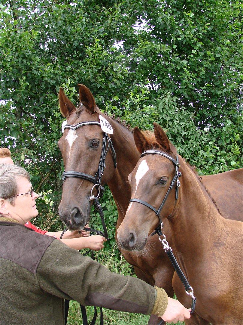 Dansk Varmblod Lindehøjs Reisi - reisi til følskue 09 med sit føl Crelando billede 5