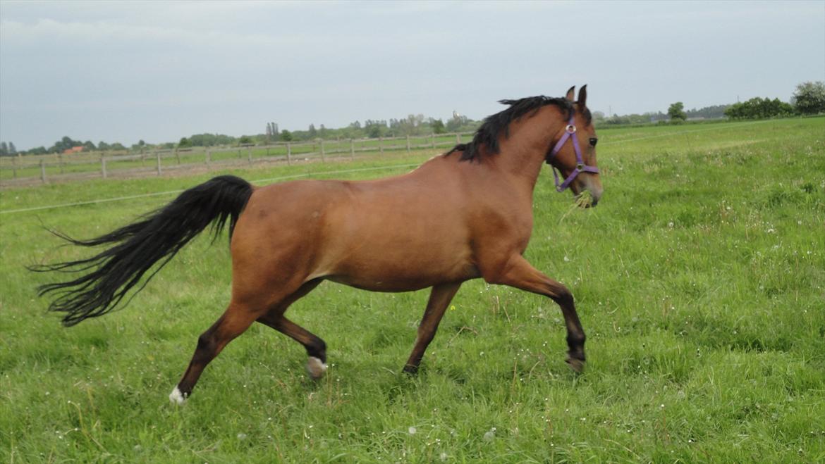 DSP Passion * Palle* - 26-05-11 billede 19